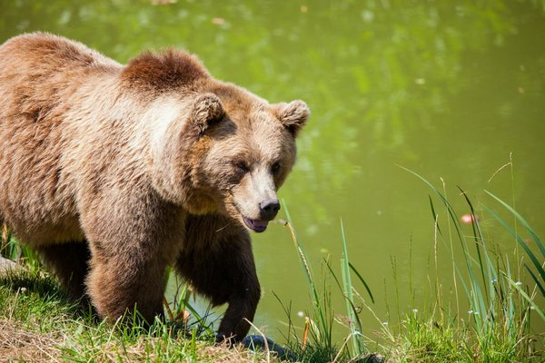 Comment sécuriser vos provisions contre les ours en camping?